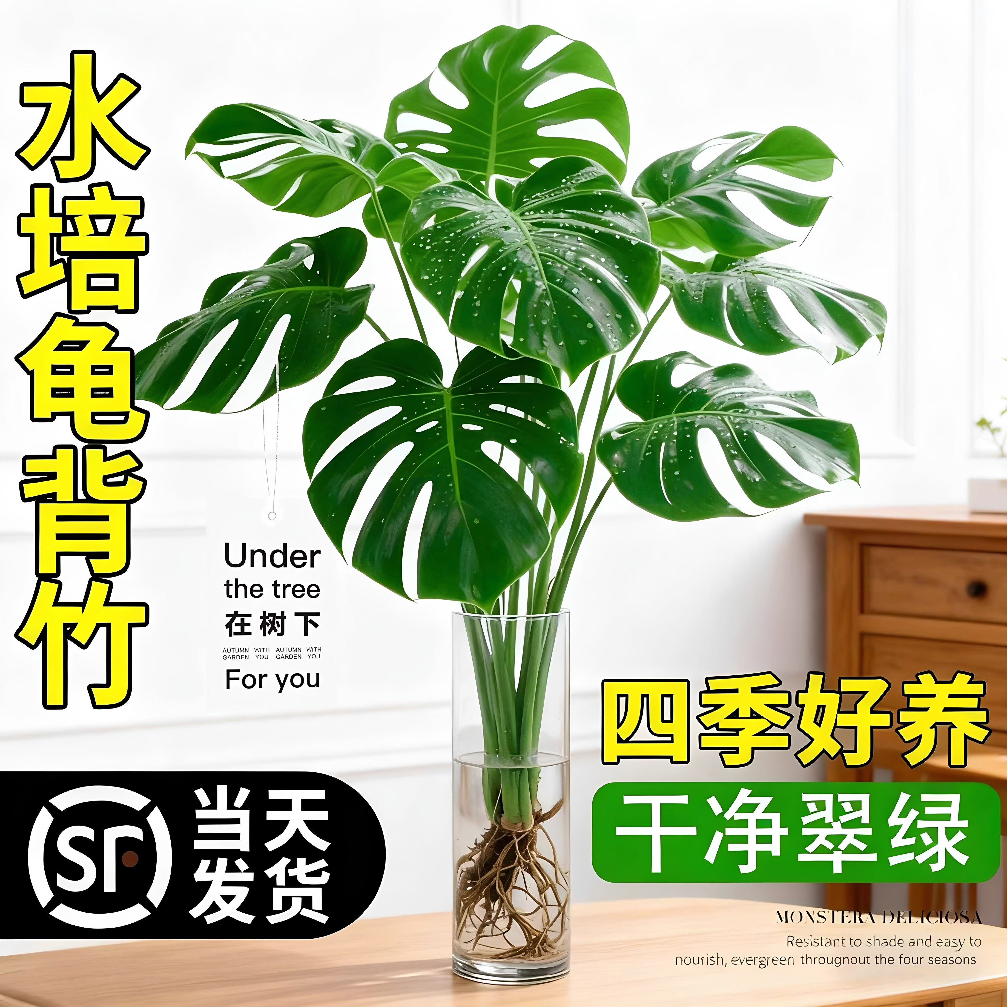 龟背竹水培植物四季绿植室内好养盆栽客厅办公室桌面大叶老桩竹子