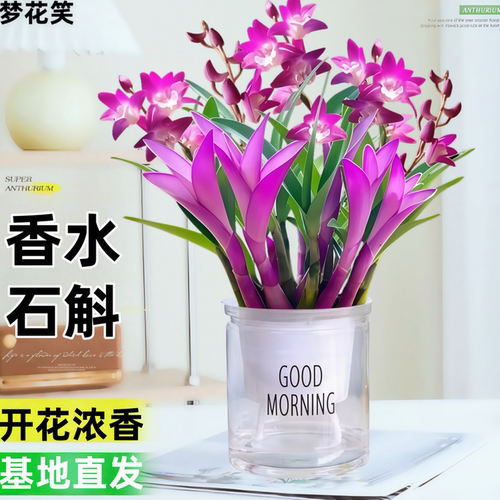 七彩香水石斛兰花兰好养绿植