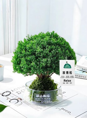 放青松雾凇苔藓球植物室内办公桌面绿植情绪稳定花卉雾松四季常青