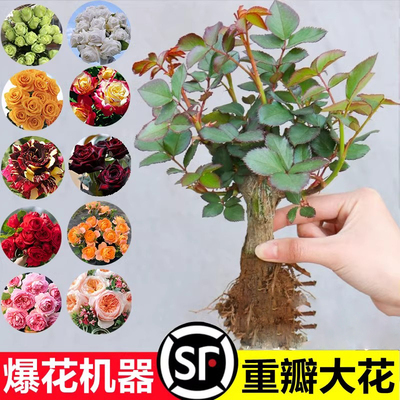 玫瑰花树苗老桩月季花苗灌木大花