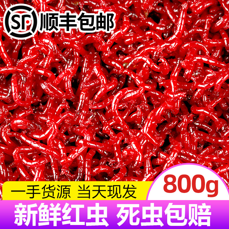 鲜活红虫特大号公虫活体活饵钓鱼