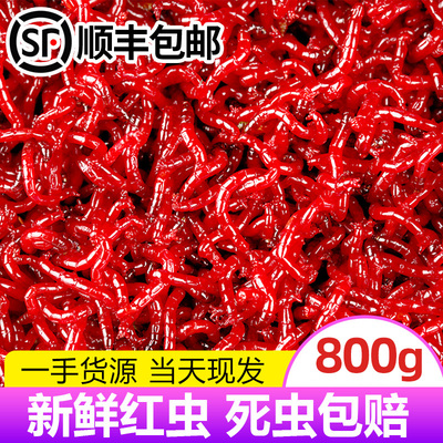 鲜活红虫特大号公虫活体活饵钓鱼