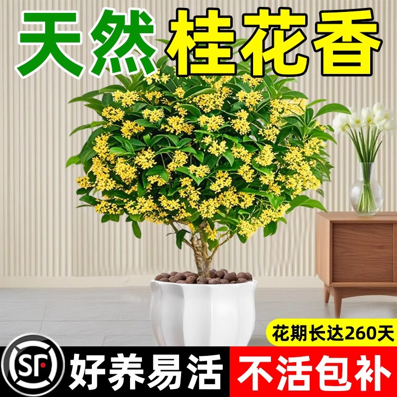 浓香型桂花树苗桂盆栽好养活花卉