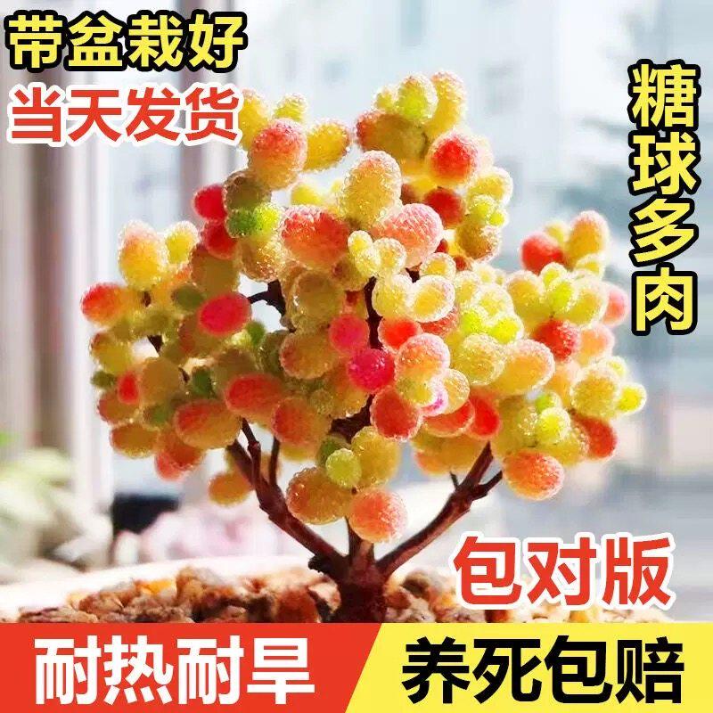多肉盆栽植物糖球蜜桔枝干番杏精品可爱新手好养老桩群生办公室养