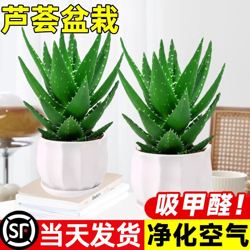 芦荟盆栽室内除甲醛净化空气花卉绿植桌面仙人掌多肉植物四季好养