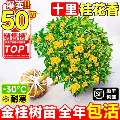 桂花树苗大树老桩盆栽冬季桂室内