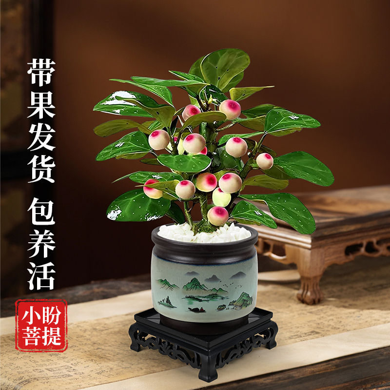 菩提树盆栽小盼菩提带果盆景室内