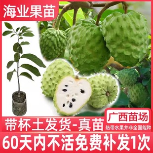 释迦果苗树嫁接台湾凤梨释迦苗特大牛奶释迦番荔枝林檎南方果树苗