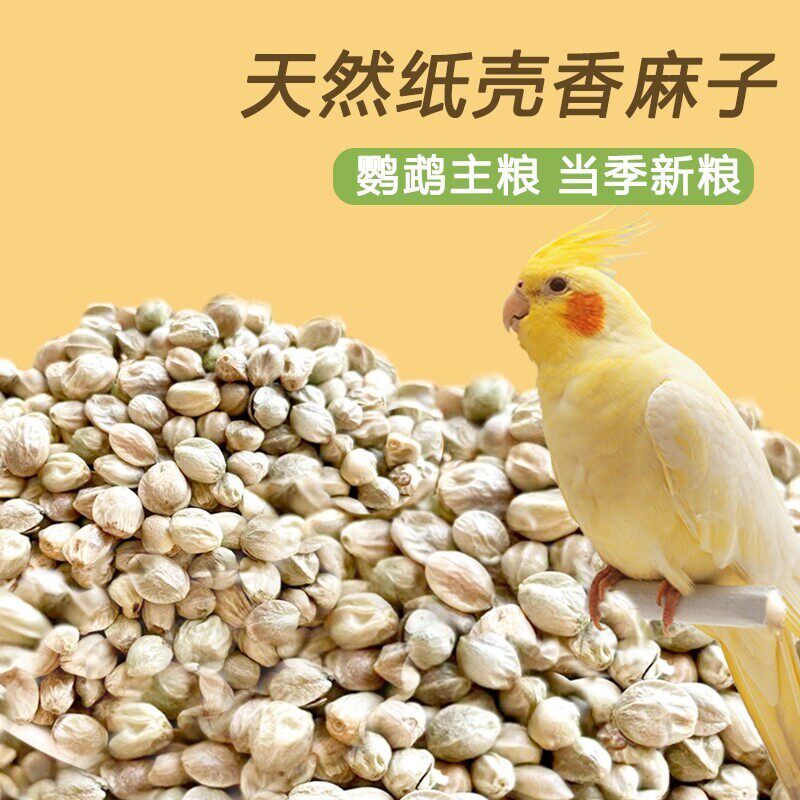 甘肃新麻子鸟粮纸壳纸皮火麻籽仁图片