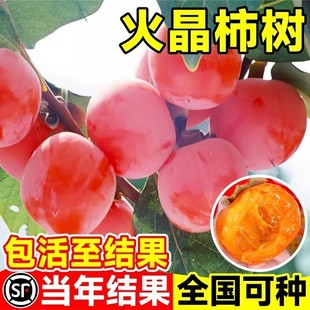 火晶柿子树苗无核脆甜柿子树果苗嫁接庭院果树特大号盆栽矮化耐寒