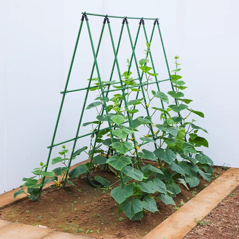黄瓜爬藤架豆角架西红柿支撑杆瓜果蔬菜搭棚架子植物专用包塑钢管