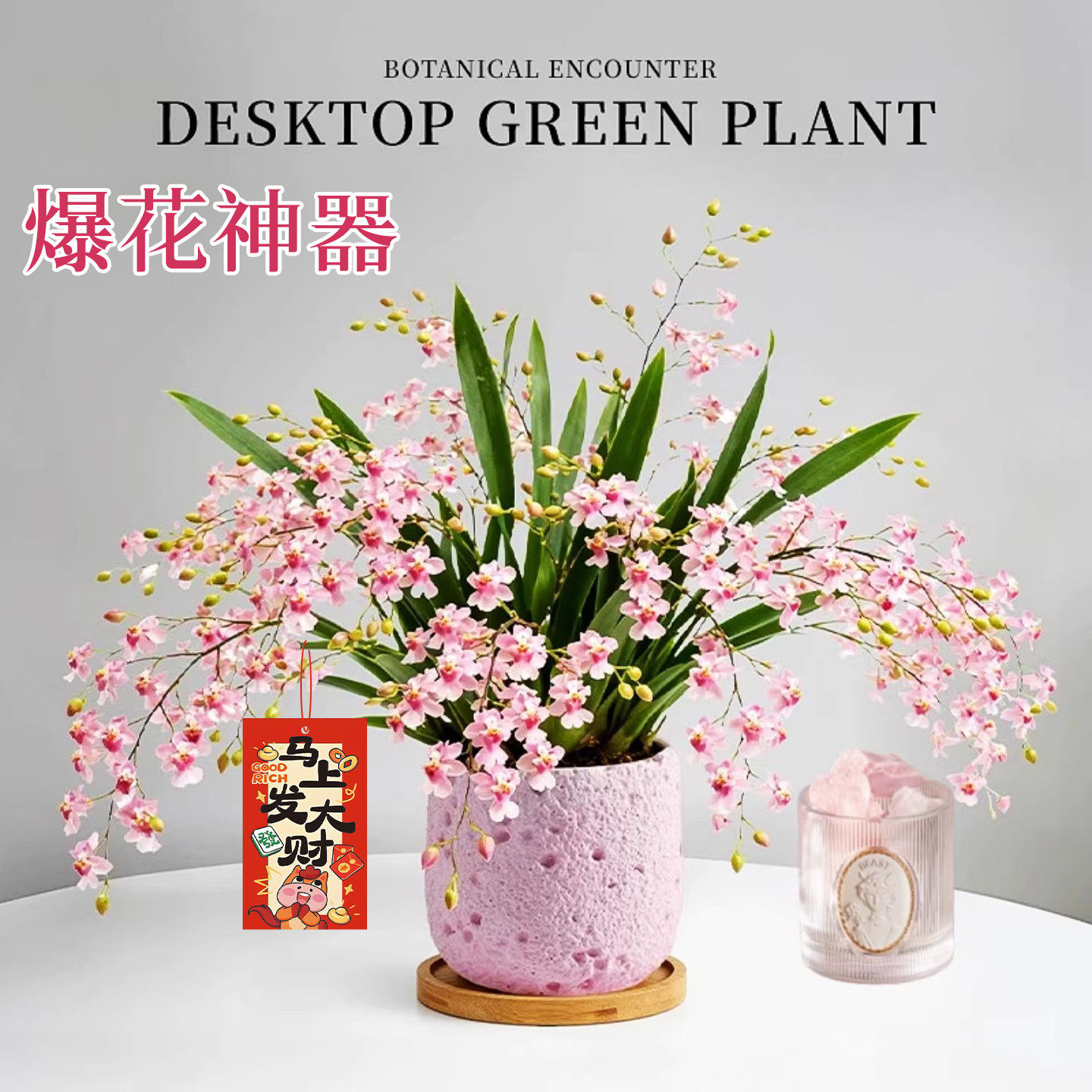 香水梦香文心兰带花苞盆栽办公室桌面小绿植室内盆栽植物四季好养