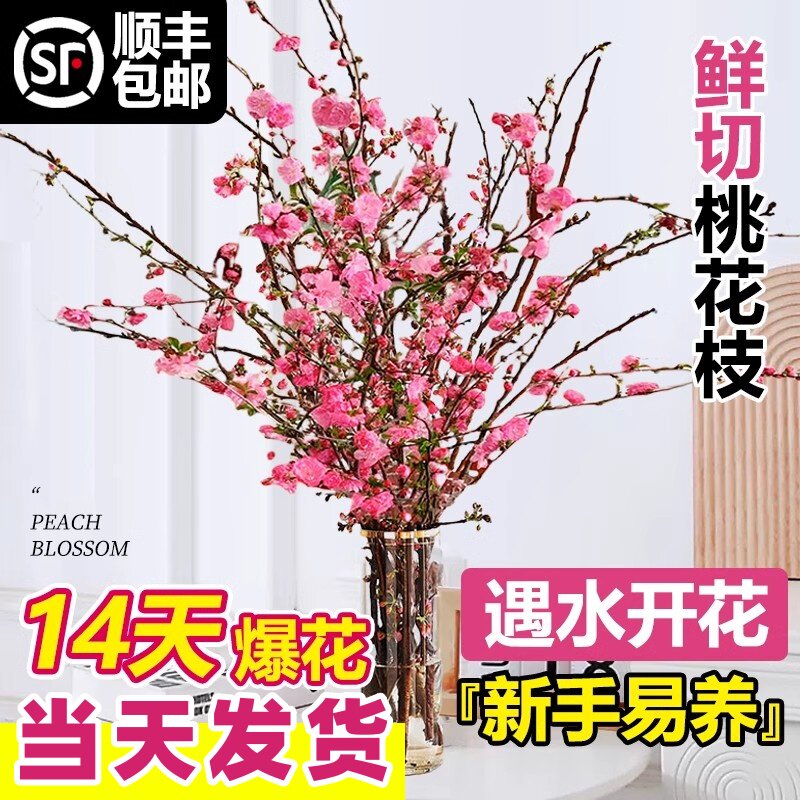 桃花枝水培植物室内好养雪柳鲜枝水养红梅干枝带花苞鲜切花卉绿植