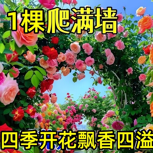 蔷薇花苗藤本月季大花浓香庭院爬藤植物花卉盆栽阳台玫瑰爬墙四季