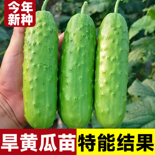 高产旱黄瓜种子苗籽种青瓜四季水果秧蔬菜种籽老孑子秋小秧苗大全