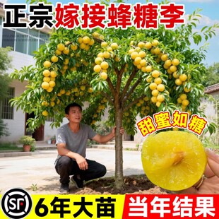 正宗嫁接蜂糖李子树苗冰糖李子特大号南方北方种植新品种果树果苗