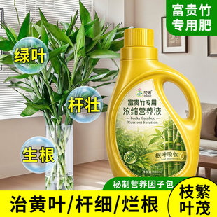 富贵竹专用营养液治叶子发黄转运竹节节高文昌竹水竹水培植物生根