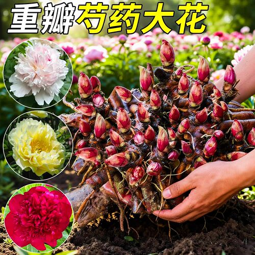 芍药花苗种根重瓣带芽花卉盆栽