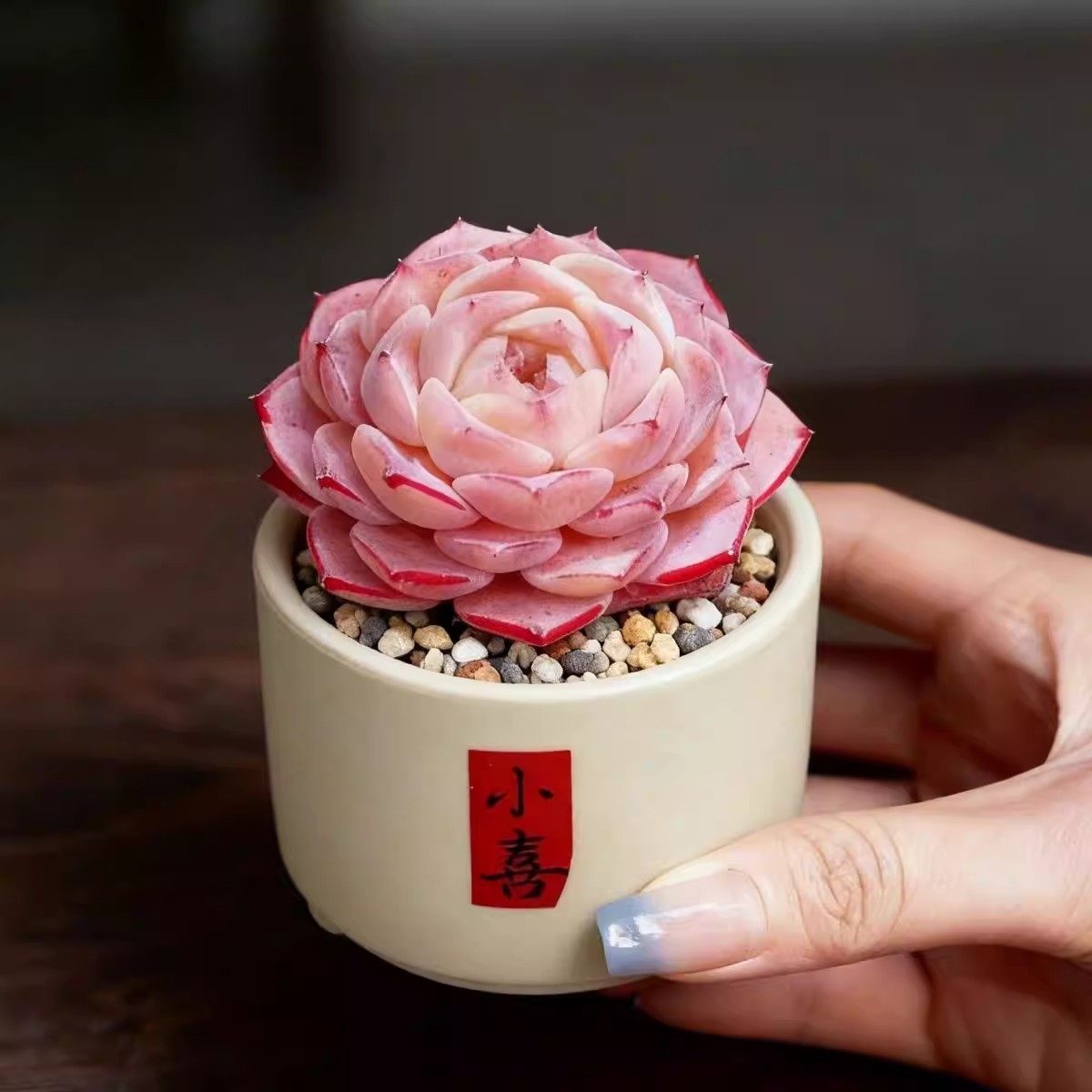 多肉植物组合室内小盆栽玉露桃蛋老桩仙人球绿植办公室仙人掌新手,鲜花速递/花卉仿真/绿植园艺,多肉植物,淘宝优惠券,粉丝福利购,淘宝优惠卷