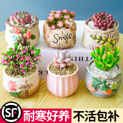 多肉植物组合室内小盆栽玉露桃蛋带陶瓷花盆土老桩高端仙人球绿植
