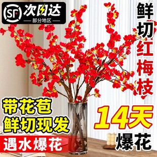 桃花鲜枝干枝水培鲜切带花苞红梅室内客厅水养绿植花卉办公室盆栽