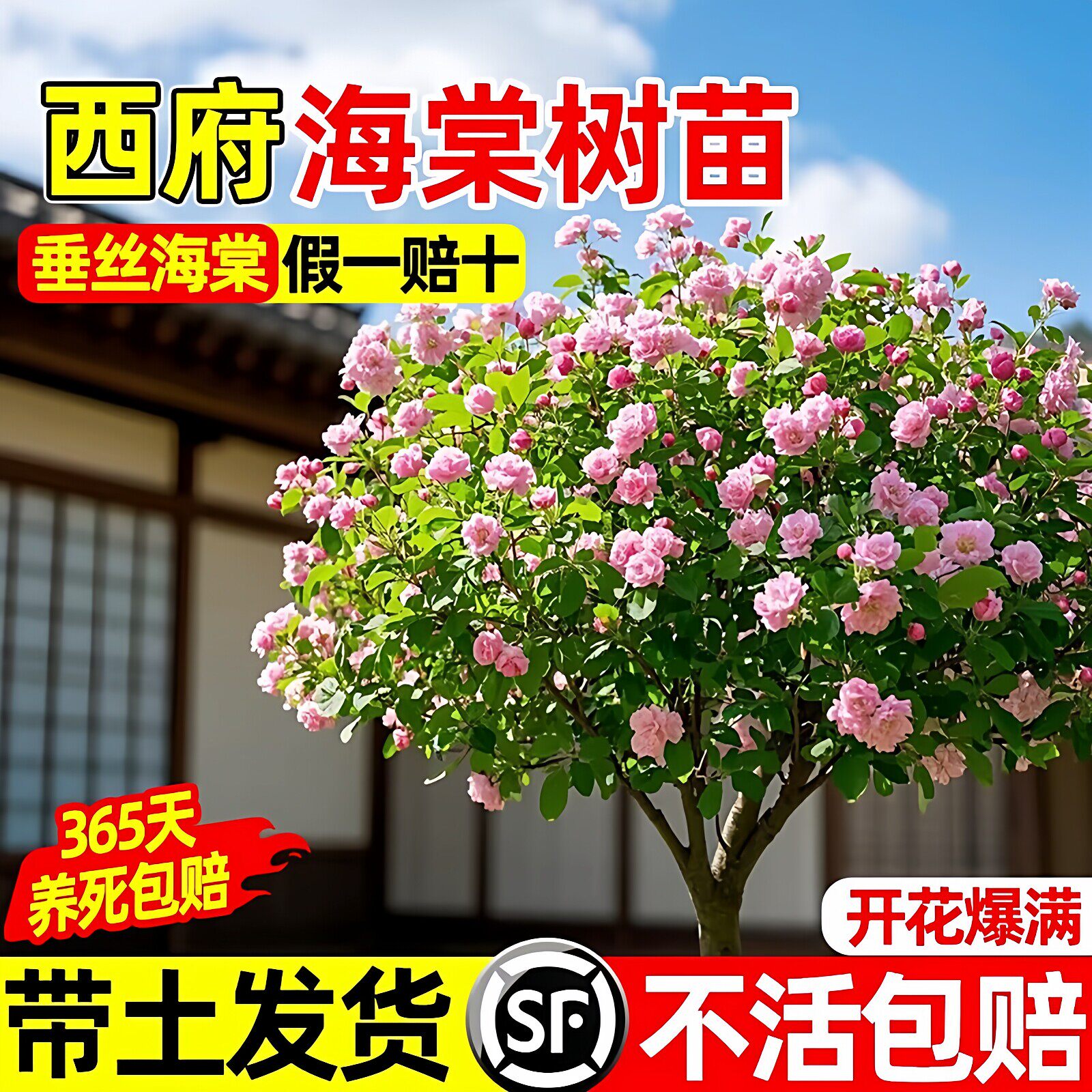 特大西府海棠树苗高杆垂丝海棠果树庭院盆栽地四季好养大型风景树