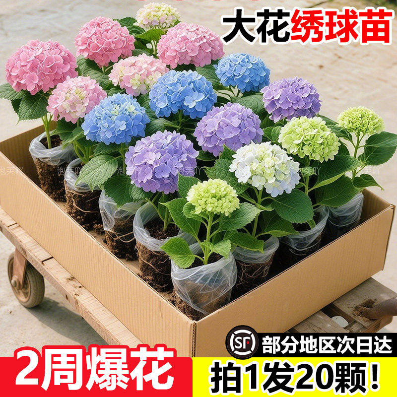 绣球花盆栽带花苞无尽夏树苗老桩花卉植物室内花阳台庭院四季好养