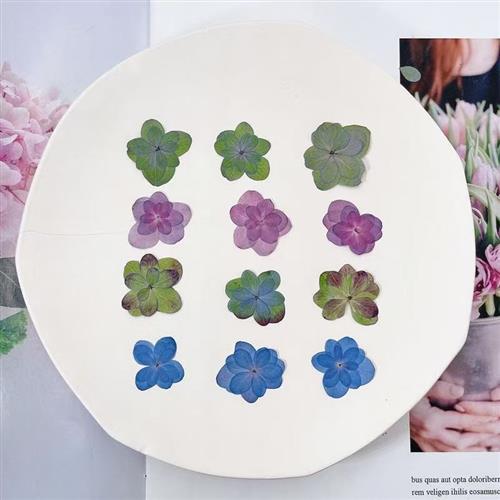 重瓣绣球干花压花pressed flowers滴胶儿童手工DIY相框蜡烛美妆花