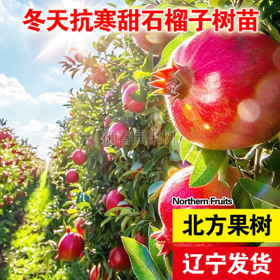 东北抗寒石榴树苗甜雪石榴苗极耐寒石榴盆栽地栽庭院种植观赏食用
