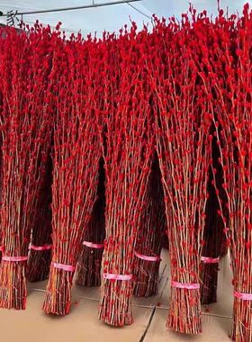 银柳真花鲜枝年宵花卉红色干花福桶银柳水培植物雪柳客厅室内装饰