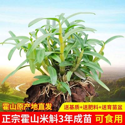 正宗霍山米斛苗包邮原产地直发带根铁皮石斛苗盆栽种植送基质肥料