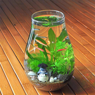 高硼硅玻璃花瓶盆景微景观水培植物直筒微型玻璃罐观赏鱼客厅