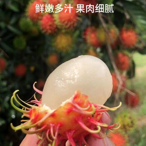 海南保亭7号红毛丹新鲜水果毛荔枝现摘礼盒产地果园直发空运包邮