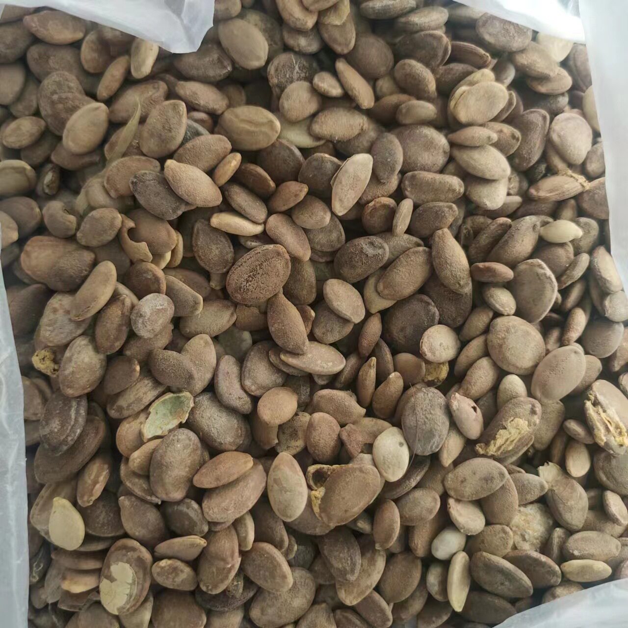 瓜蒌仁 瓜蒌籽 瓜蒌子 栝蒌实 材 1000g克