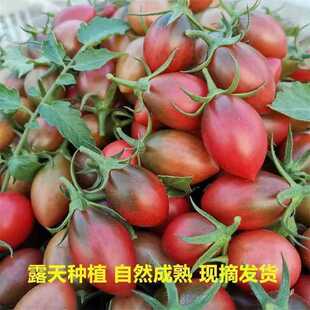 福建紫弹头小番茄送货上门自然成熟现摘现发孕妇水果当季新鲜番茄