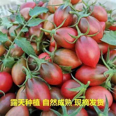 福建自然熟紫弹头小番茄现摘现发