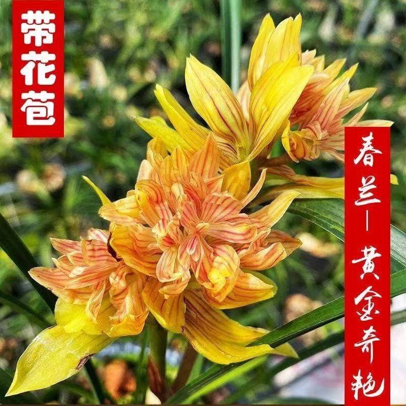 带花苞兰花苗春兰金黄色奇花【黄金奇艳】浓香型阳台盆栽花卉大全,鲜花速递/花卉仿真/绿植园艺,国兰/杂交兰/洋兰类,淘宝优惠券,粉丝福利购,淘宝优惠卷