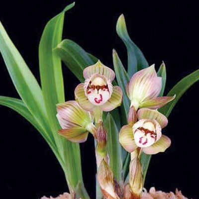 花苞花苗春兰名品花卉兰花内外带