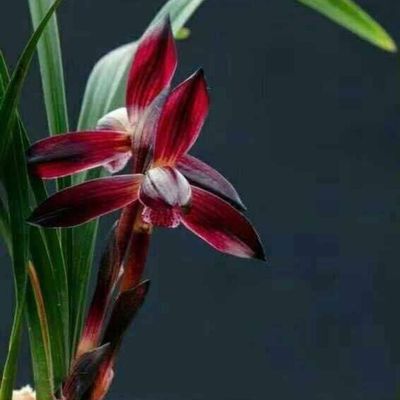 花苞花苗春兰新品阳台盆栽内外带