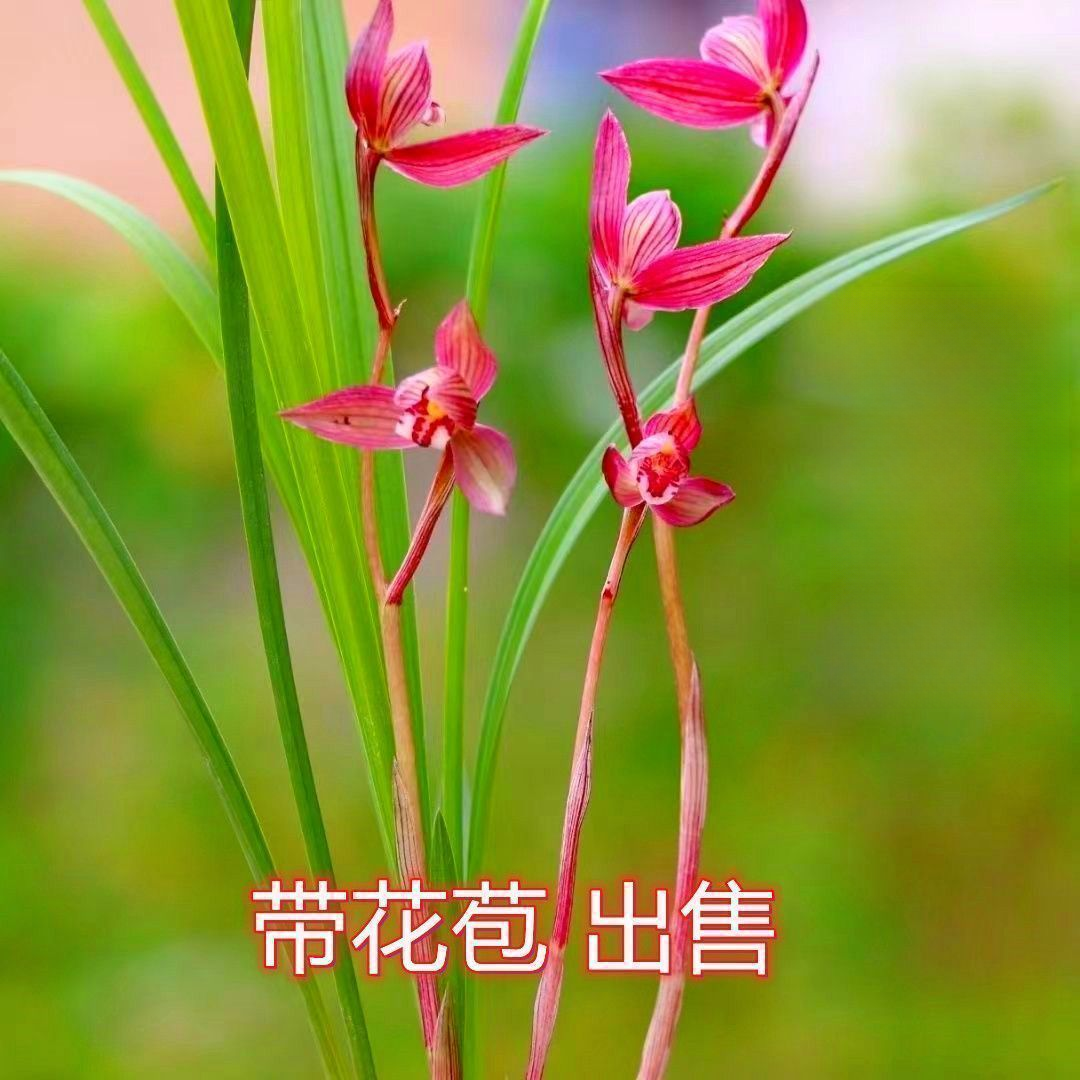 7月到12月带花苞兰花大全【胭脂红】当年开花浓香型室内外盆栽