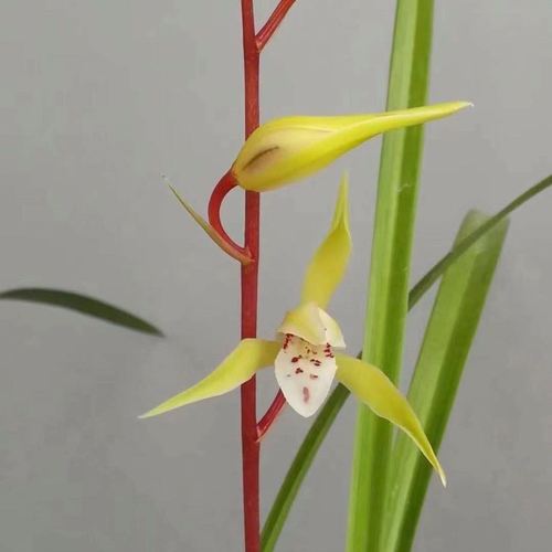 带花苞云南引进老种兰花苗春兰名品【黄袍】浓香型绿植花卉好养