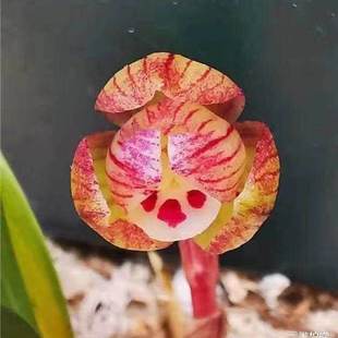 春兰带花苞新品【彩虹荷】浓香型室内外矮种兰花苗阳台花卉大全