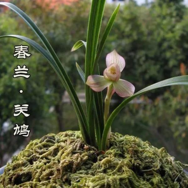带花苞兰花苗【关鸠】春兰浓香型兰花矮种室内外绿植盆栽花卉大全