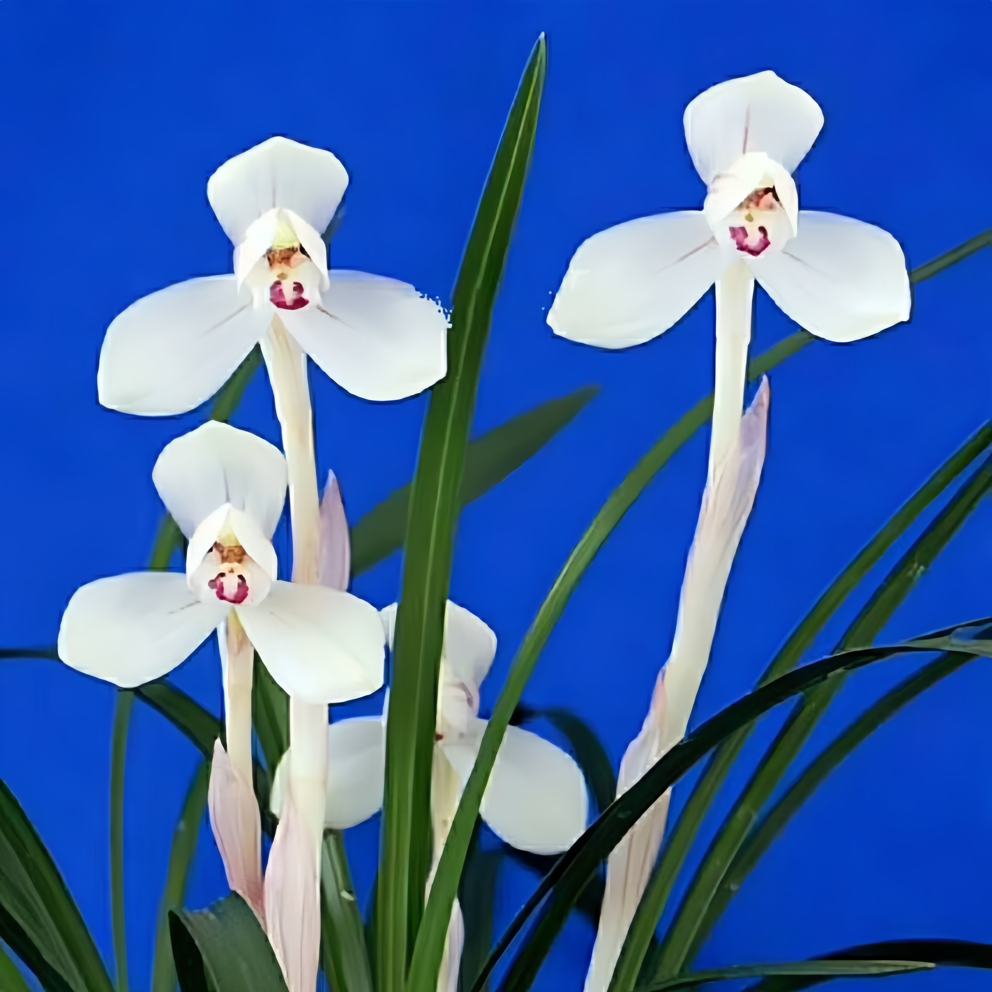 带花苞兰花苗春兰矮种【白荷】浓香型花卉室内绿植盆栽易养好上手