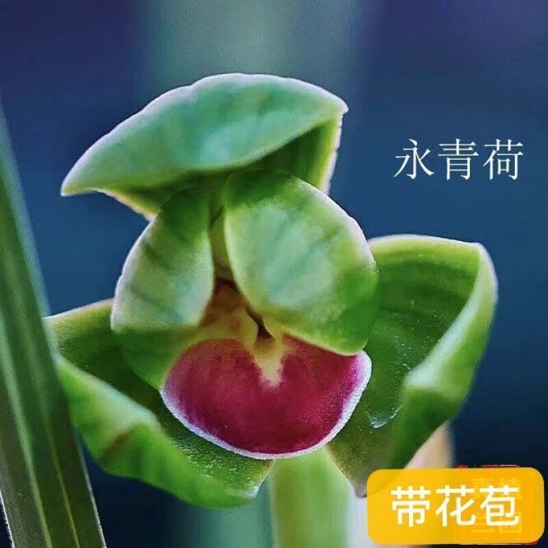7-12月带花苞花卉【永青荷】矮种兰花大全精品春兰花苗室内外盆栽