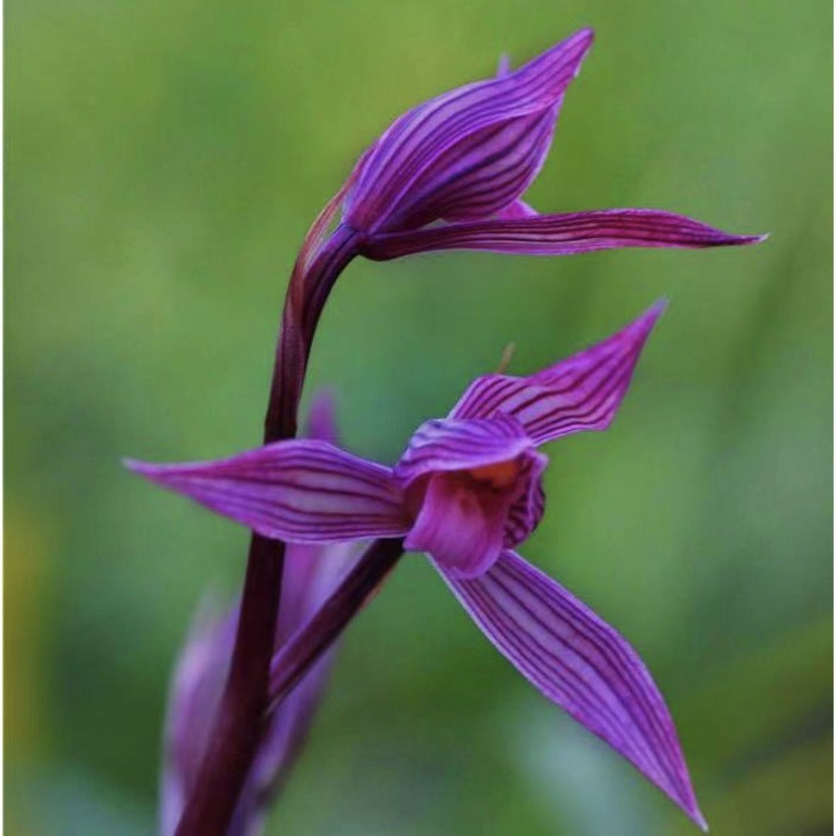 带出土花苞兰花苗【清塘紫韵】浓香型客厅室内外兰花盆栽花卉大全