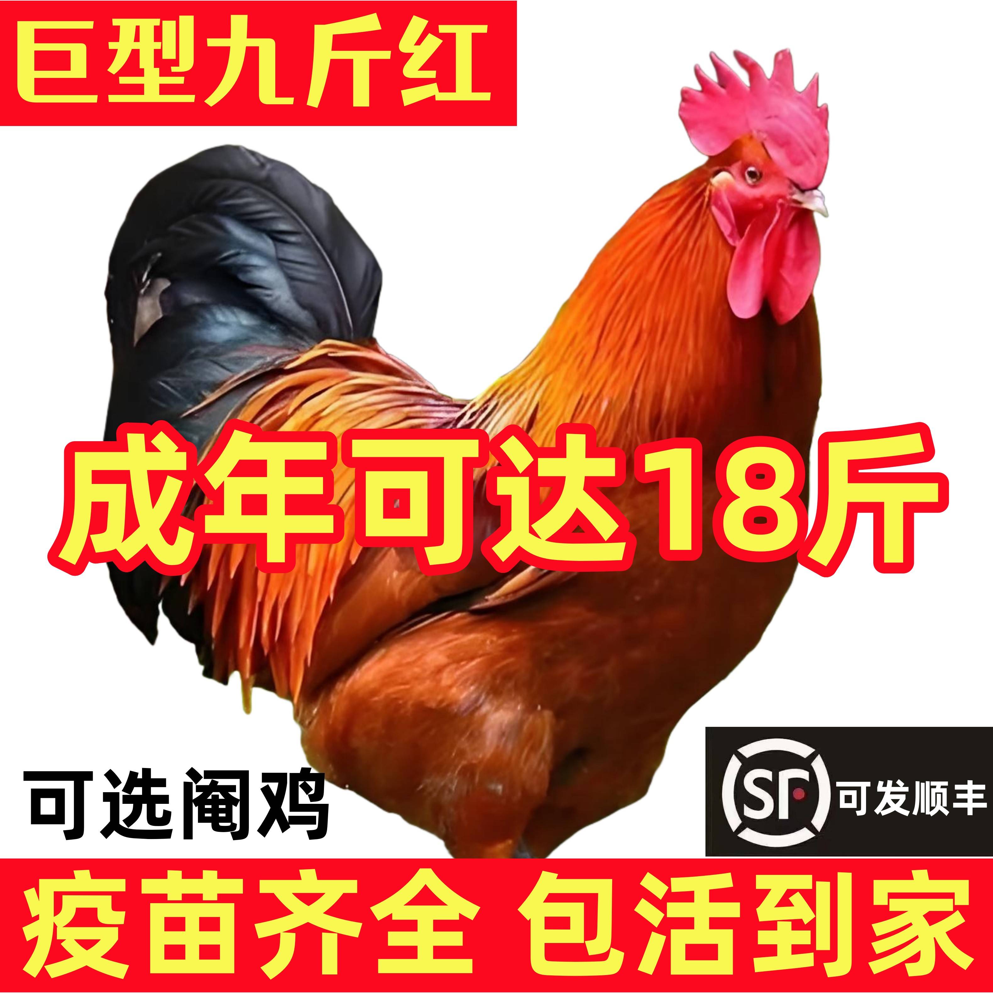 正宗九斤红鸡苗活苗大公鸡活苗母鸡一斤红玉红半斤小鸡公鸡散养鸡