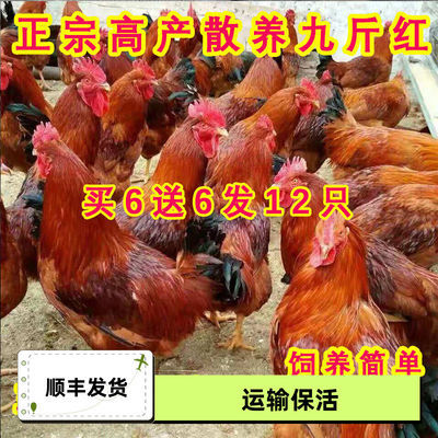 半斤九斤红鸡苗散养大红公鸡活体秒正宗红玉380小鸡阉鸡幼苗