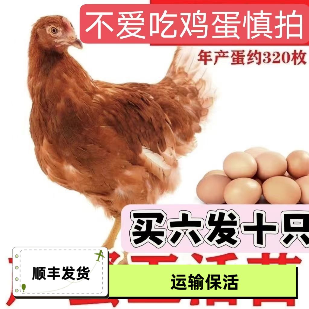 产蛋王红壳蛋鸡(黄毛)年