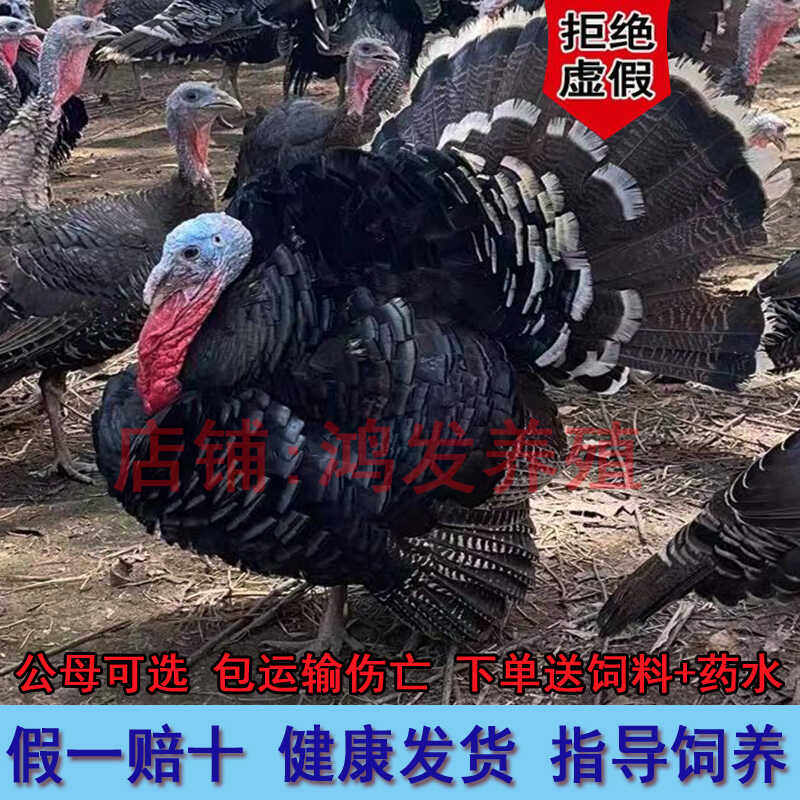 一斤火鸡苗大种小鸡幼苗半斤散养青铜贝蒂娜产蛋鸡巨型脱温火鸡仔,农用物资,动物种苗,淘宝优惠券,粉丝福利购,淘宝优惠卷